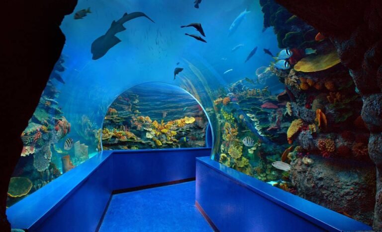 Exploring the Wonders of the Arabian Gulf: A Guide to Sharjah Aquarium