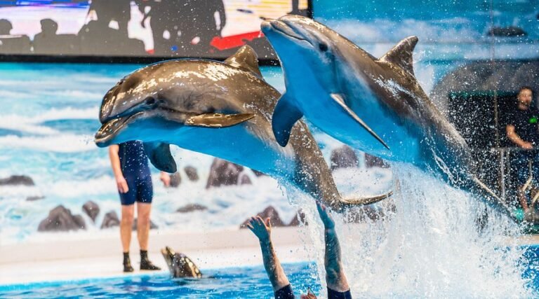 Dubai Dolphinarium Swimming With Dolphins – Your Complete Guide