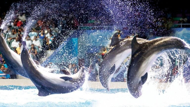 Swimming with Dolphins in Dubai – Price Guide & What to Expect